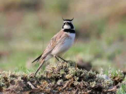 家禽驯化之源之二十八