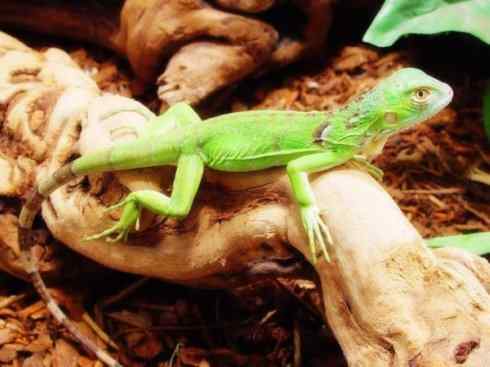 自然奇观：动物大迁徙(绿鬣蜥）