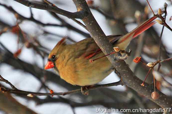 红衣主教夫人 红衣主教夫人