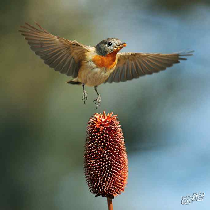 极其少见的红胸姬鹟 极其少见的红胸姬鹟