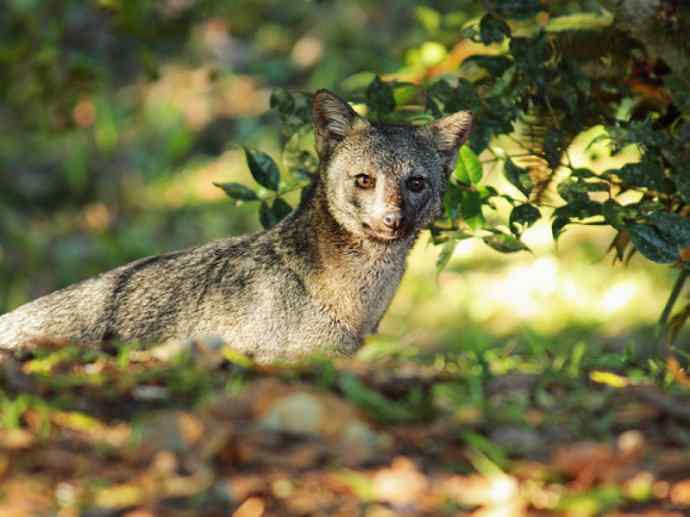 犬科：狐亚科食蟹狐属之食蟹狐