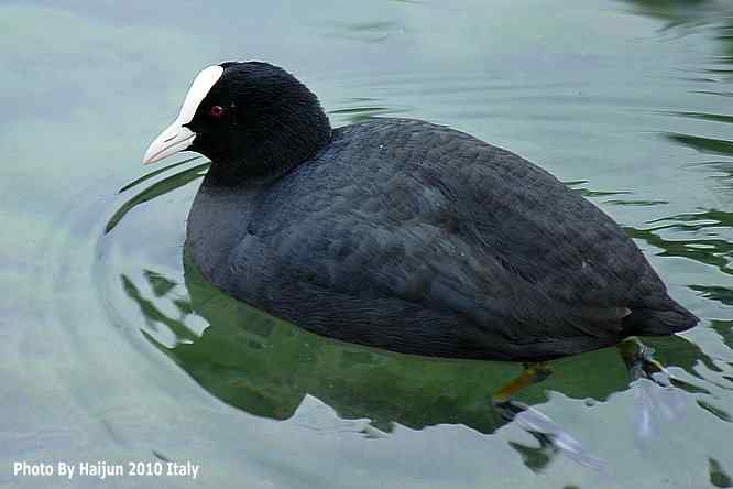 【亚平宁半岛之旅 wbr. wbr角逐白骨顶】