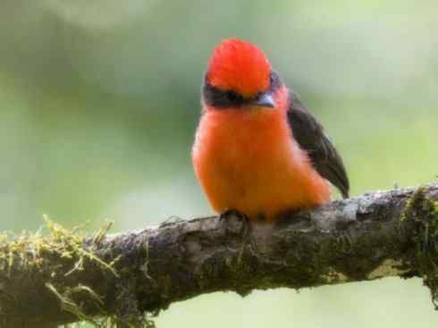 极品红色鸟类：朱红霸鶲