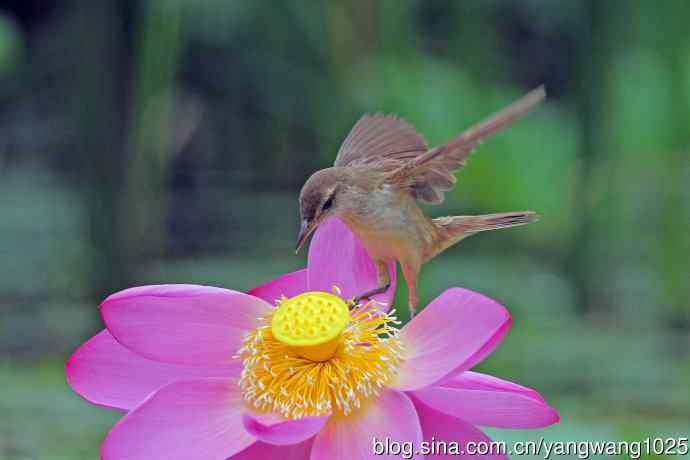 东方大苇莺与荷花(2) 东方大苇莺与荷花(2)