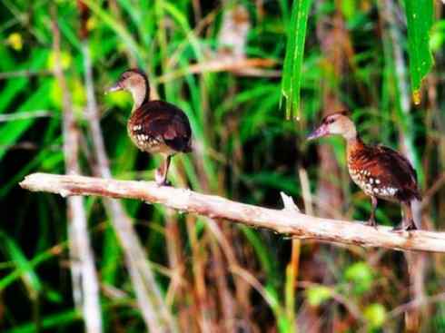 欣赏:美丽的树鸭 欣赏:美丽的树鸭