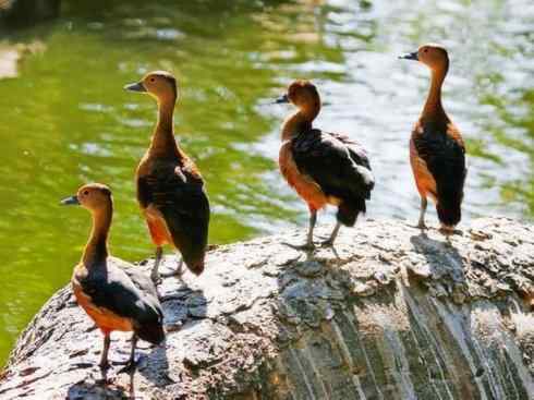 欣赏:美丽的树鸭 欣赏:美丽的树鸭