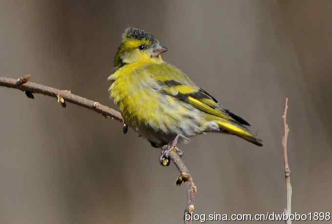 黄雀和植物园众小鸟 黄雀和植物园众小鸟