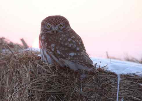 可爱中透着点鬼气——纵纹腹小鸮