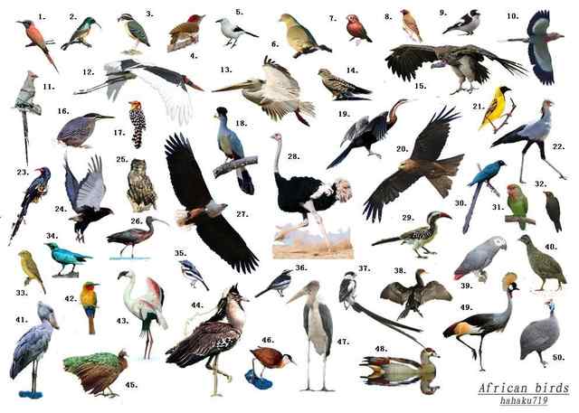 非洲鸟类