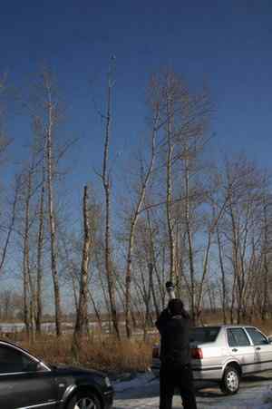 大炮对准大庆猛鸮