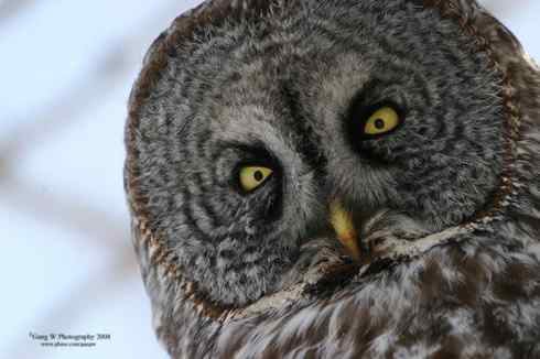 各种猫头鹰的面盘