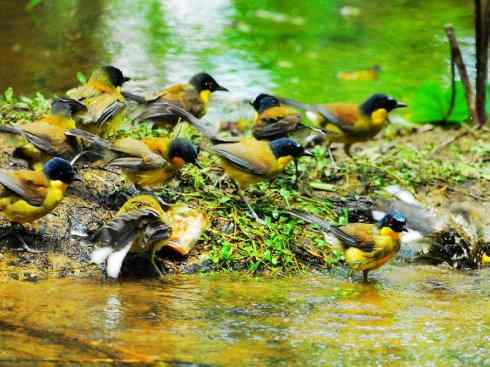 美丽无罪：雀鸟之噪鹛