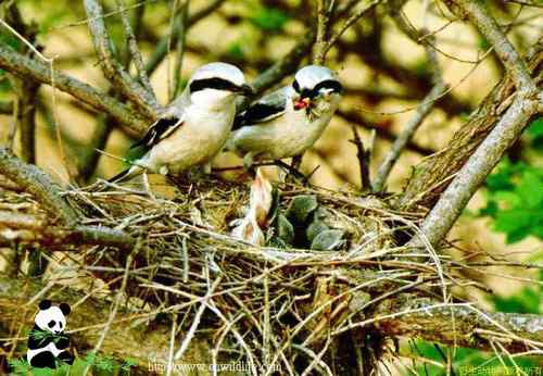 鸟巢幼鸟写真第4辑