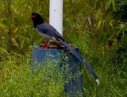 鸦科中最漂亮的红嘴蓝鹊