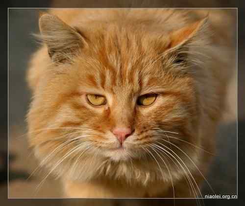 [组图]北京大学欧亚鸲