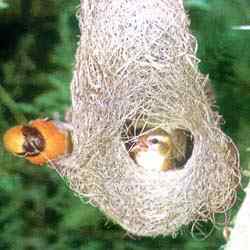 鸟巢幼鸟写真第4辑