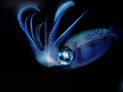 自然奇观：动物大迁徙(乌贼）