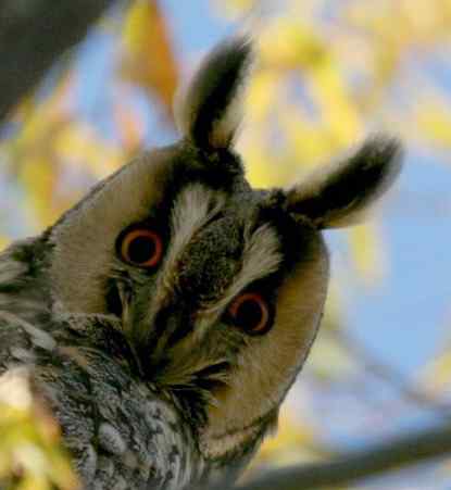 各种猫头鹰的面盘