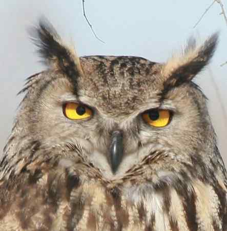 各种猫头鹰的面盘