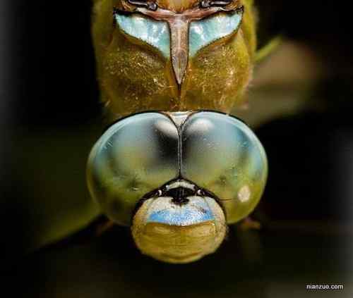 [组图]欣赏动物的眼睛