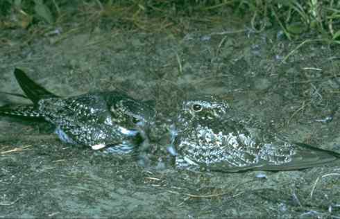 植物园的夜鹰 Grey Nightjar