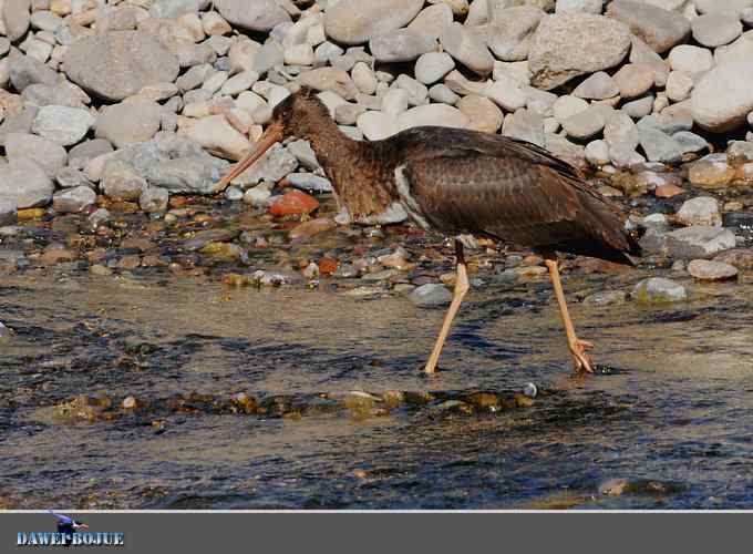 十渡黑鹳 wbr冬之魅力