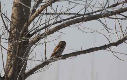 可爱中透着点鬼气——纵纹腹小鸮