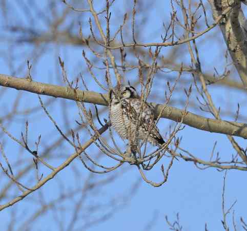 大炮对准大庆猛鸮