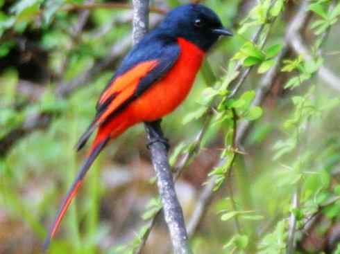 美丽无罪：雀鸟之山椒鸟