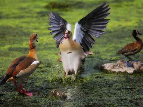 家禽驯化之源之三