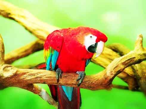 雀鸟也彪悍：四两拨千斤（王霸鹟）