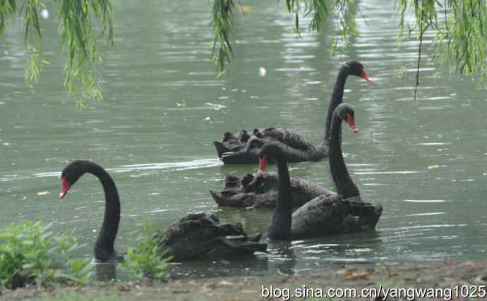 麋鹿的乐园 wbr3