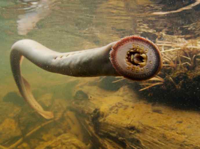 鱼类活化石：背眼七鳃鳗