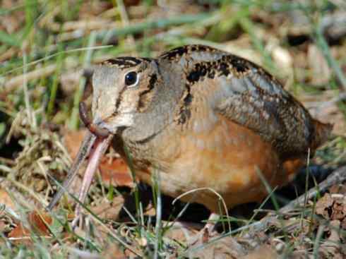 鸟类之最:小丘鹬 鸟类之最:小丘鹬