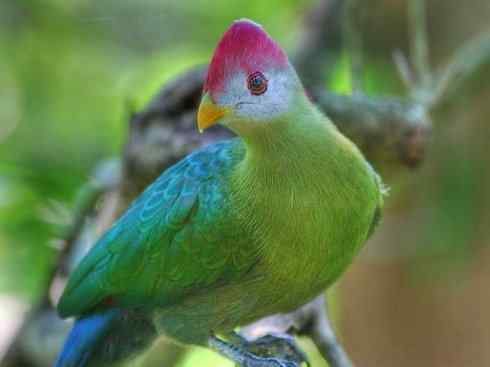 凤凰：传说的鸟原型探秘（鹌鹑）