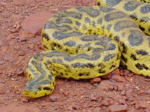 龙：传说的兽原型探秘（水蚺类）