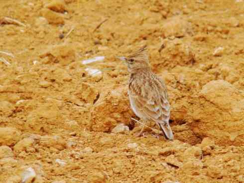 家禽驯化之源之二十八