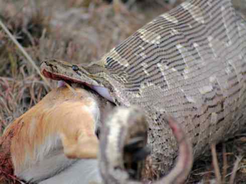 龙：传说的兽原型探秘（蟒蛇类）