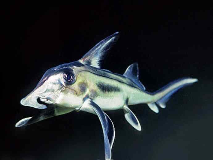 鱼类活化石：叶吻银鲛