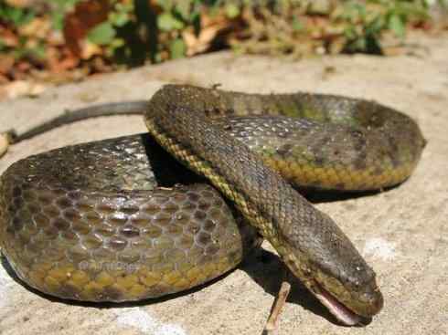 龙：传说的兽原型探秘（水蛇类）