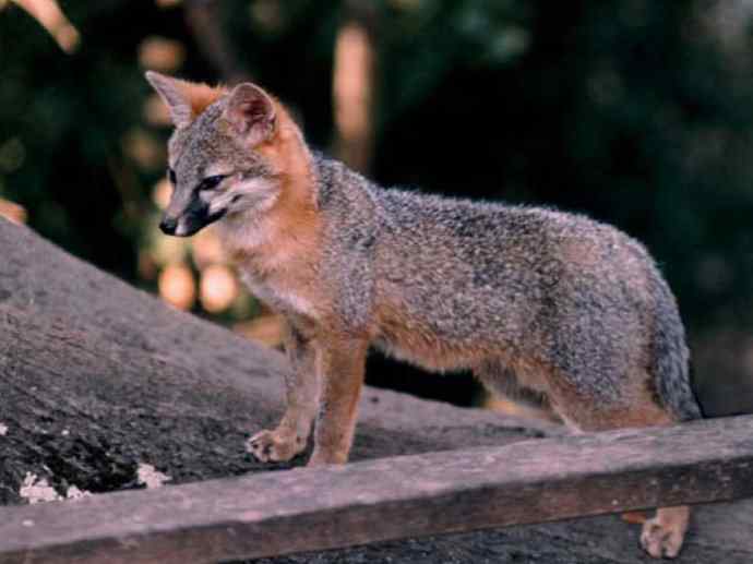 犬科：狐亚科灰狐属之灰狐、岛屿灰狐