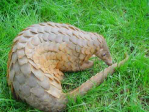 动物世界：山寨还是原创之六