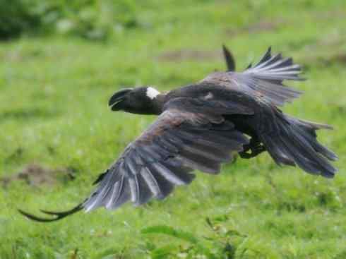奇特的盔：厚嘴渡鸦