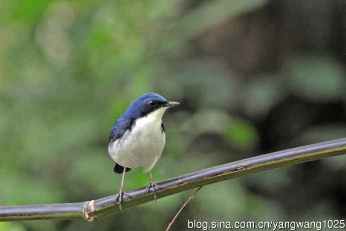 雄性蓝歌鸲（16）