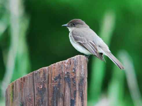 极品红色鸟类：朱红霸鶲