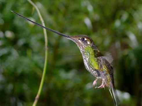 猎奇：奇特的鸟喙之九