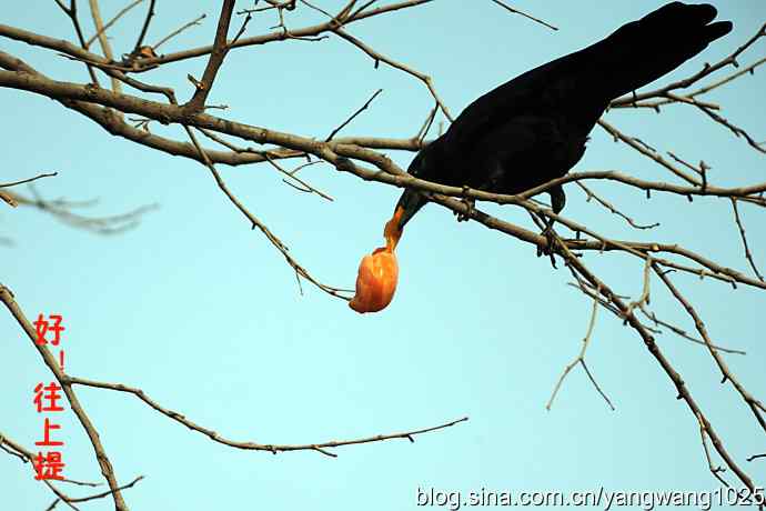 聪明的乌鸦 wbr1 聪明的乌鸦 wbr1