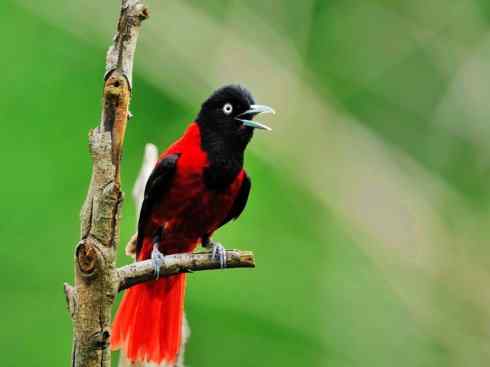 极品红色鸟类：红蜂虎