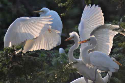 德国品牌650鈥1300镜头使用技巧摸索 德国品牌650—1300mm镜头使用技巧摸索
