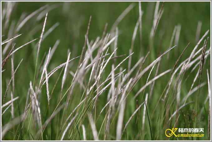 黄头鹡鸰【照片】